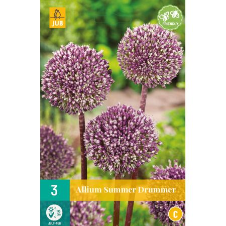 Allium Summer Drummer