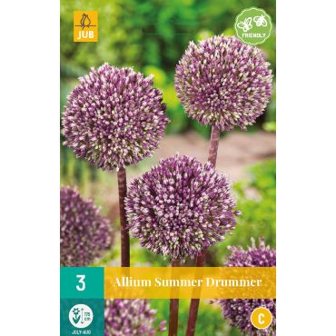 Allium Summer Drummer
