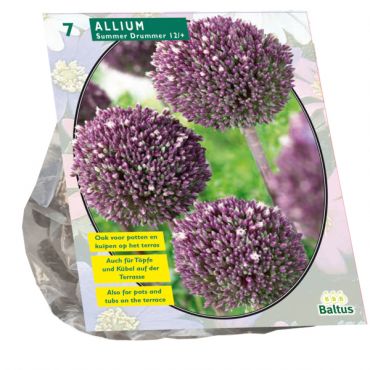 Allium Summer Drummer