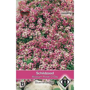 Alyssum maritimum Rosie O'Day - afbeelding 1