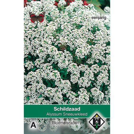 Alyssum maritimum Sneeuwkleed - afbeelding 1