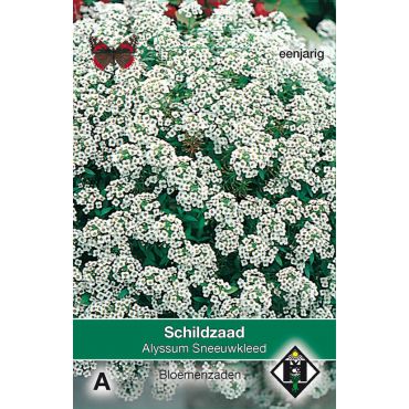 Alyssum maritimum Sneeuwkleed - afbeelding 1