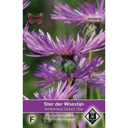 Amberboa muricata Desert Star - afbeelding 1