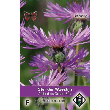 Amberboa muricata Desert Star - afbeelding 1