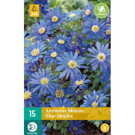 Anemone bl. Blue Shades