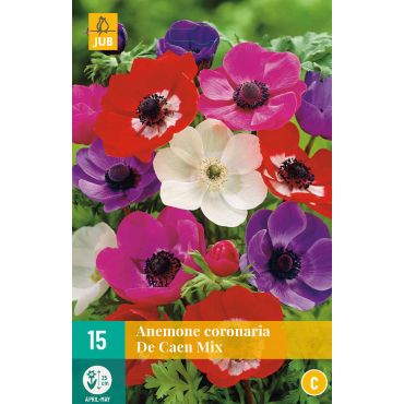 Anemone cor. De Caen Mix
