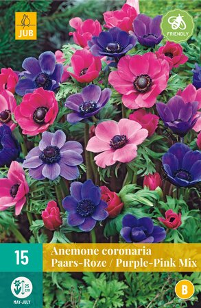 Anemone Coronaria Paars-Roze mix
