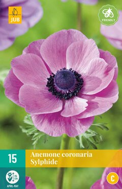 Anemone cor. Sylphide