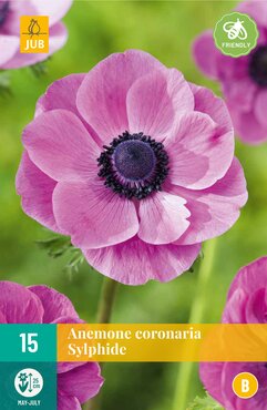 Anemone Coronaria Sylphide