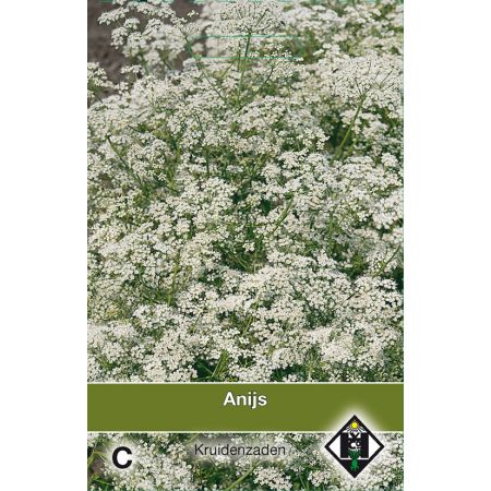 Anijs / Pimpinella anisem - afbeelding 1