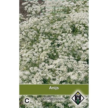 Anijs / Pimpinella anisem - afbeelding 1