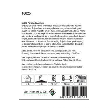Anijs / Pimpinella anisem - afbeelding 2