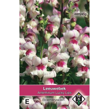 Antirrhinum majus 'Lucky Lips' - leeuwebek - afbeelding 1