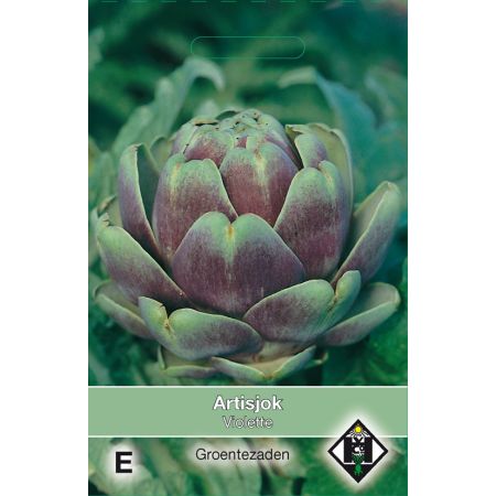 Artisjok Violette - afbeelding 1