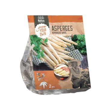 Asparagus wit