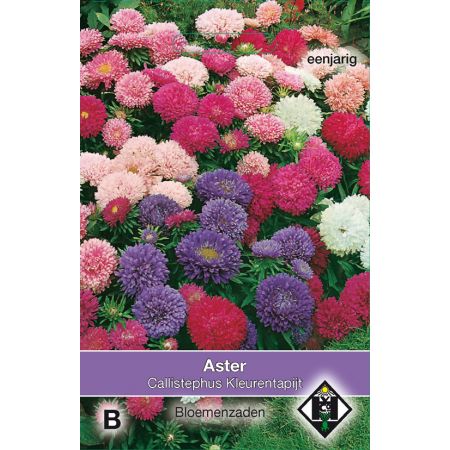 Aster chinensis Kleurentapijt - afbeelding 1