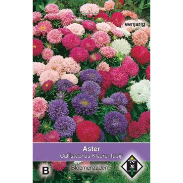 Aster chinensis Kleurentapijt - afbeelding 1