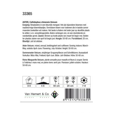 Aster chinensis Unicum - afbeelding 2