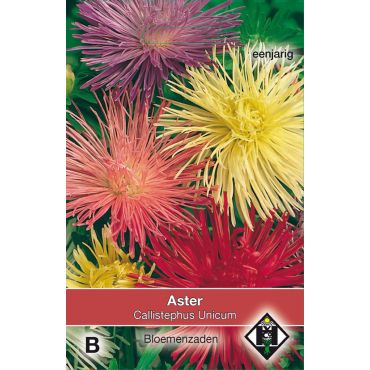 Aster chinensis Unicum - afbeelding 1