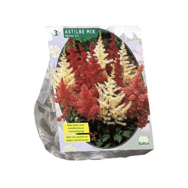 Astilbe mix 