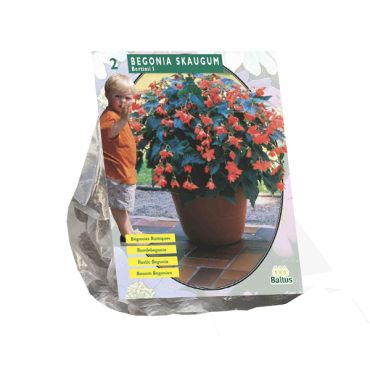 Begonia bertinii skaugum 2st