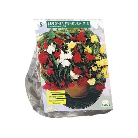 Begonia pendula mix 5st