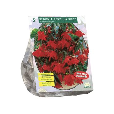 Begonia pendula rood 5st
