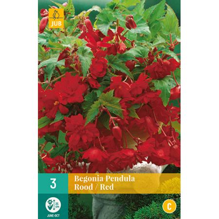 Begonia pendula rood/red 3st