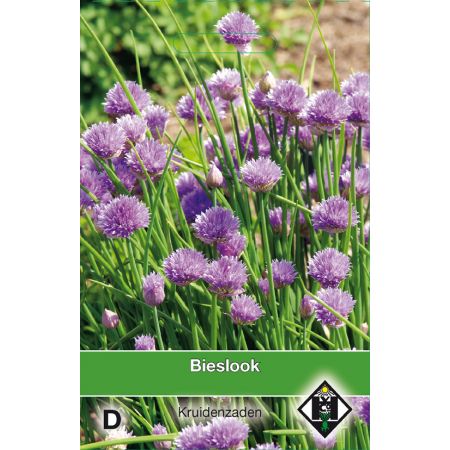Bieslook / Allium - afbeelding 1