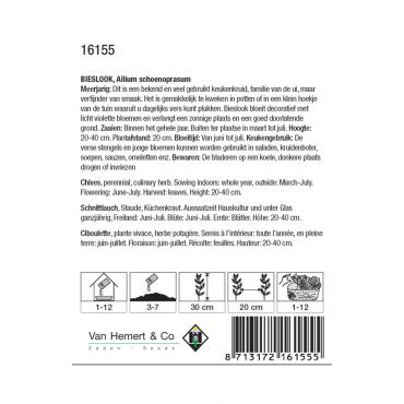 Bieslook / Allium - afbeelding 2