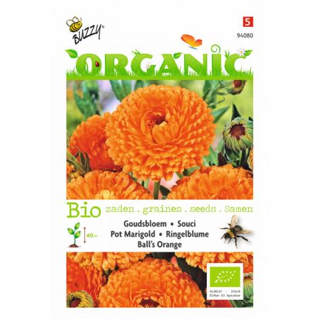 Calendula, Goudsbloem Ball's Orange (BIO - afbeelding 1