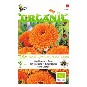Calendula, Goudsbloem Ball's Orange (BIO - afbeelding 1