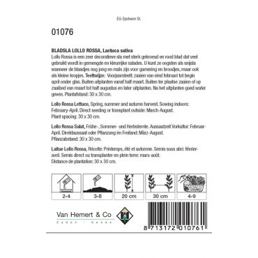 Bladsla Lollo Rossa - afbeelding 2