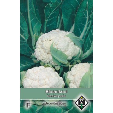 Bloemkool Neckarperle - afbeelding 1