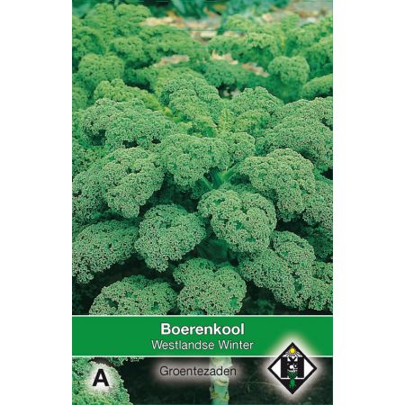 Boerenkool Westlandse Winter - afbeelding 1
