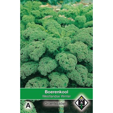 Boerenkool Westlandse Winter - afbeelding 1