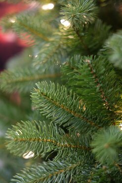 Kunstkerstboom Bayberry spruce 243 cm - afbeelding 2