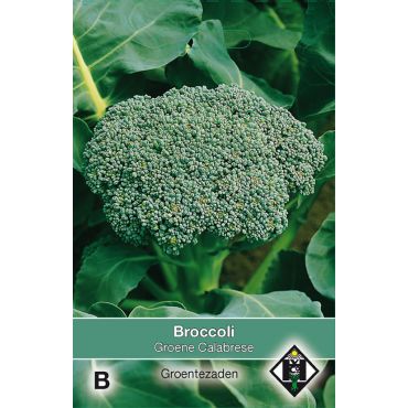 Broccoli Groene Calabrese - afbeelding 1