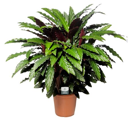 Calathea Rufibarba