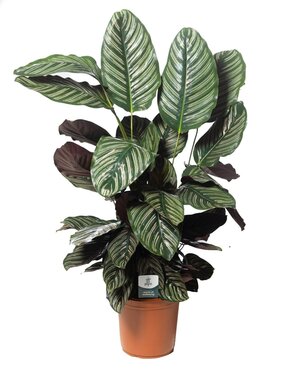 Calathea Sanderiana
