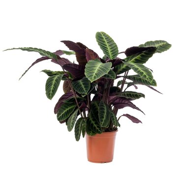 Calathea Warsewiczii