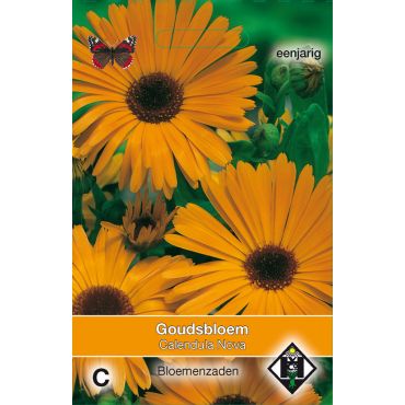 Calendula officinalis Nova - afbeelding 1