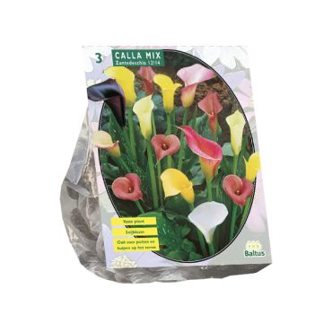 Calla zantedeschia mix 3st