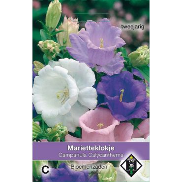 Campanula medium 'Calycanthema' - marietteklokje - afbeelding 1