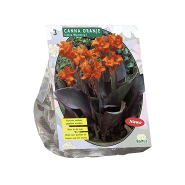 Canna bruinbladig oranje 3st