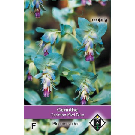 Cerinthe major Purpurescens Kiwi Blue - afbeelding 1