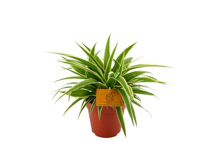 Chlorophytum Ocean Ø15 cm - afbeelding 1