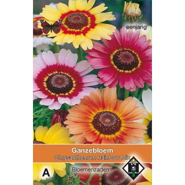 Chrysanthemum carinatum Rainbow Mix - afbeelding 2