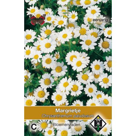 Chrysanthemum paludosum - margriet - afbeelding 1