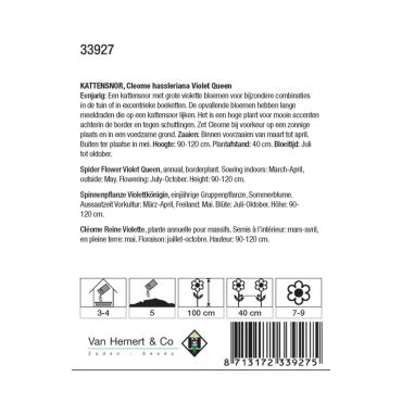 Cleome hassleriana Violet Queen - afbeelding 2